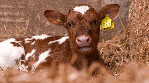 Countryfile Season 35 Episode 5 - Clinton Devon Estates