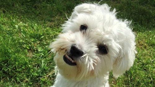 Couple with Dog Season 1 Episode 2 - Episode 2