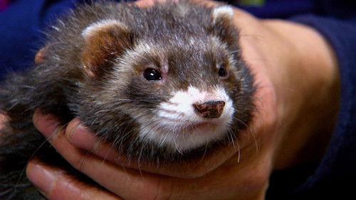 Dr. K's Exotic Animal ER Season 5 Episode 9 - Ferret Freak Out!