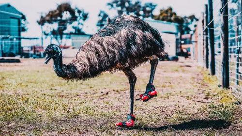 The Wizard of Paws Season 7 Episode 7 - Buster's New Kicks