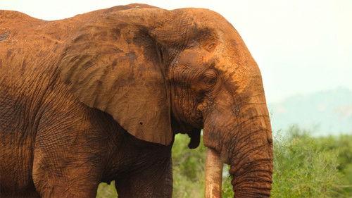 Our Great National Parks Season 1 Episode 3 - Tsavo, Kenya