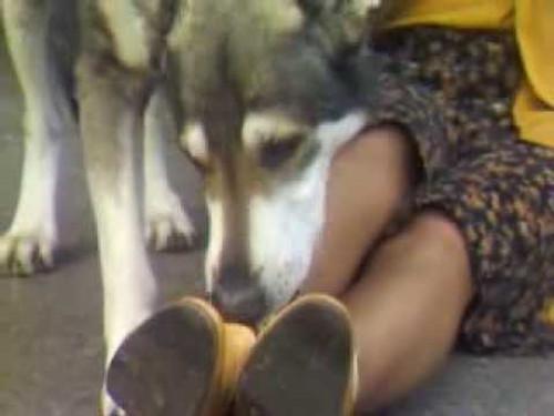 The Littlest Hobo Season 1 Episode 12 - Second Chance