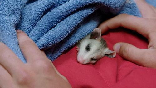 Heartland Docs, DVM Season 1 Episode 2 - That Old Farm Magic