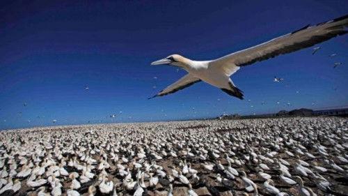 Nature Season 32 Episode 2 - Earthflight: Africa