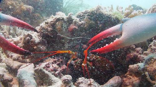 Spy in the Ocean, A Nature Miniseries Season 1 Episode 4 - Deep Trouble