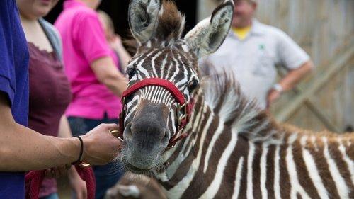 The Incredible Dr. Pol Season 6 Episode 10 - Black and White and Pol All Over