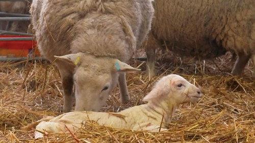 Countryfile Season 34 Episode 11 - Lambing Special