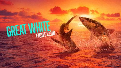 Shark Week Season 36 Episode 5 - Great White Fight Club