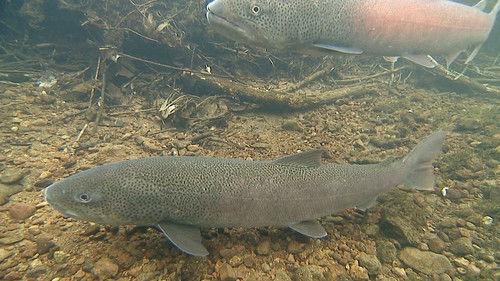 Wild Hokkaido! Season 5 Episode 11 - Catching Giant Fish at Lake Shumarinai