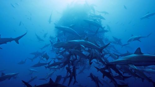 Shark Season 1 Episode 1 - Top Predator