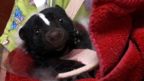 Dr. K's Exotic Animal ER Season 3 Episode 4 - Operation Skunk