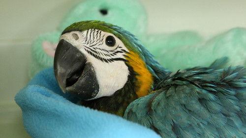 Dr. K's Exotic Animal ER Season 4 Episode 5 - Return of the Dragon