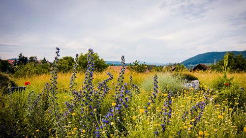 Hinter den Hecken Season 3 Episode 6 - The endless garden