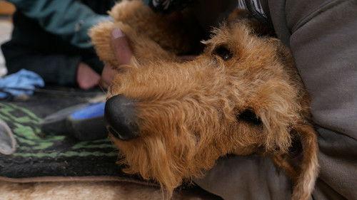 Heartland Docs, DVM Season 2 Episode 1 - You've Goat a Friend in Me