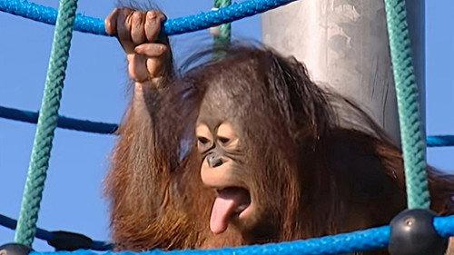 Monkey Business Season 8 Episode 3 - Episode 3