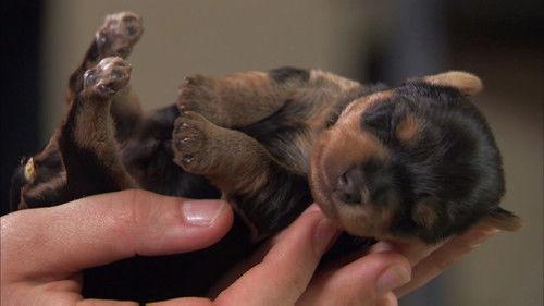 Too Cute Season 4 Episode 6 - Tiny Watchdogs