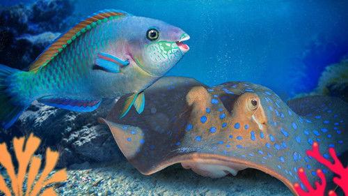 Reef School Season 2 Episode 7 - Coral Garden