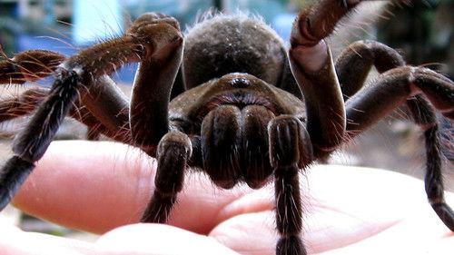 Lost Land of the Jaguar Season 1 Episode 2 - Episode 2