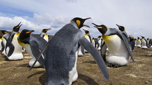 Animal Fight Night Season 1 Episode 3 - Beach Brawl