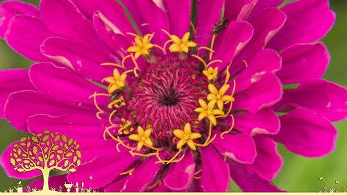 Gardeners' World Season 55 Episode 18 - Episode 18