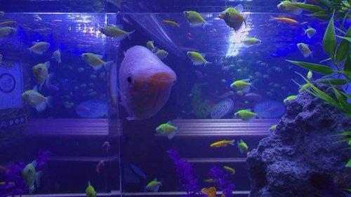 Tanked Season 3 Episode 2 - Learn to Love or Love to Learn