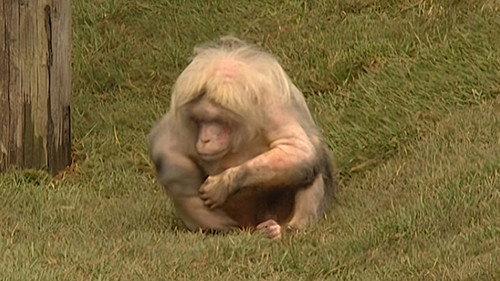 Monkey Business Season 7 Episode 9 - Episode 9