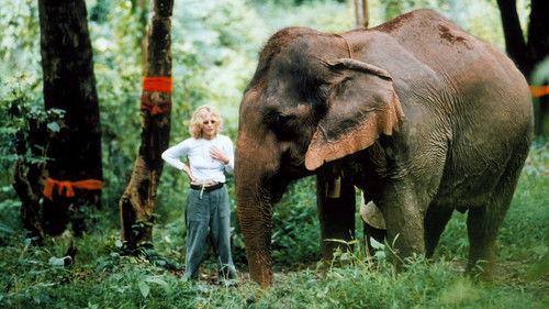 Nature Season 20 Episode 14 - The White Elephants of Thailand with Meg Ryan