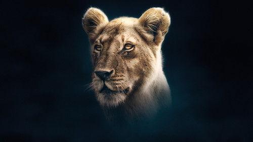 Dynasties Season 1 Episode 3 - Lion
