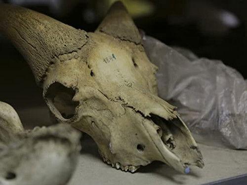 Expedition Unknown Season 3 Episode 6 - Journey to the Ice Age