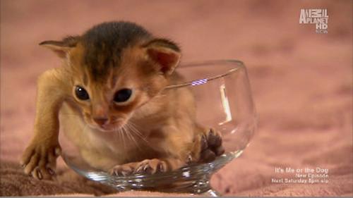 Too Cute Season 1 Episode 1 - Kittens