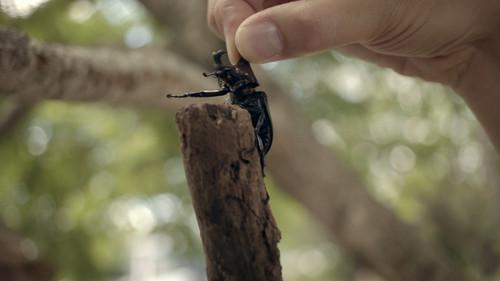 Wonders of Life Season 1 Episode 4 - Size Matters