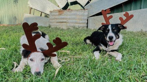 Muster Dogs Season 2 Episode 3 - Episode 3