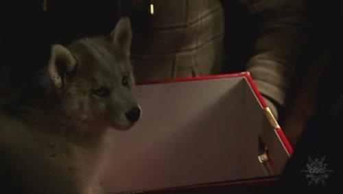 undefined Season 2 Episode 4 - Deck the Howls