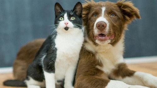 Ulisse - The Pleasure of Discovery Season 10 Episode 9 - Four-Legged Friends