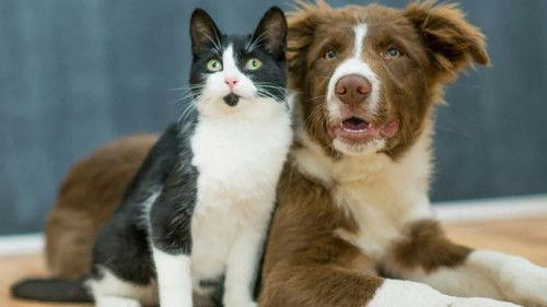 Ulisse - Il piacere della scoperta Season 10 Episode 9 - Amici a 4 zampe