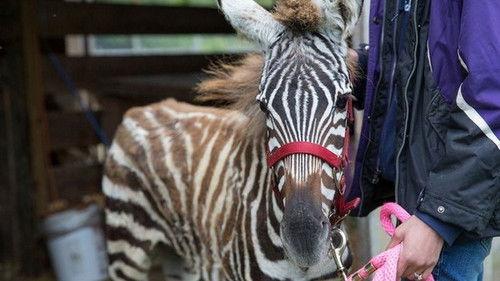 The Incredible Dr. Pol Season 7 Episode 9 - Squeal of Fortune