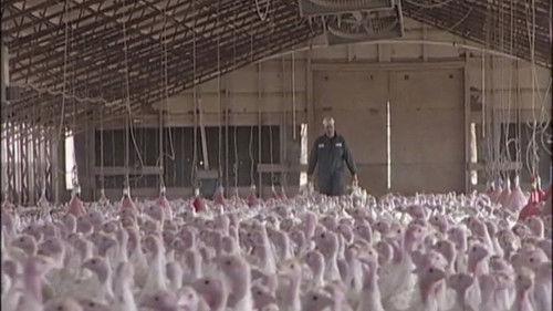 Dirty Jobs Season 2 Episode 2 - Turkey Farmer