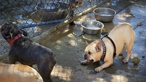 Cesar 911 Season 2 Episode 9 - Aggressive Little Monster