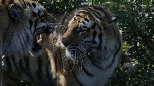 Dyrepasserne Season 5 Episode 6 - Episode 6