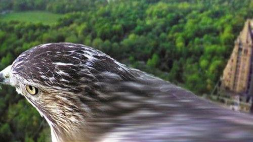 Nature Season 22 Episode 13 - Pale Male