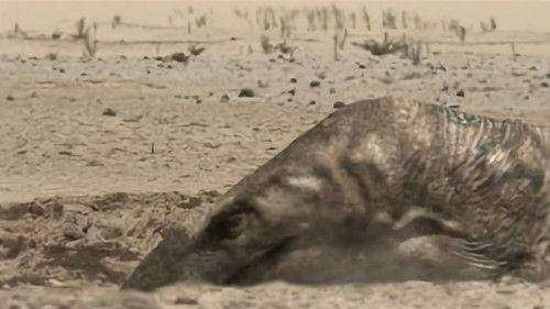 Walking with Monsters Season 1 Episode 3 - Episode 3