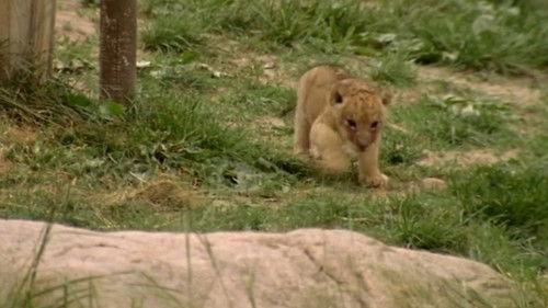 Tierärztin Dr. Mertens Season 1 Episode 6 - Episode 6