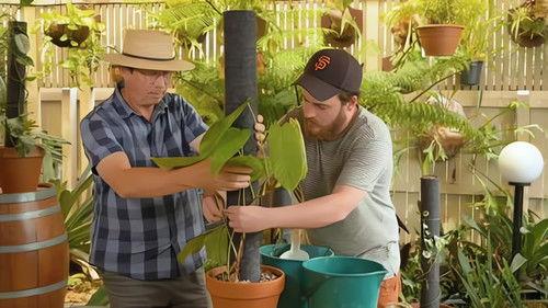 Gardening Australia Season 33 Episode 8 - Episode 8 Roof Garden, Fagus, Pollen & Aroid Poles