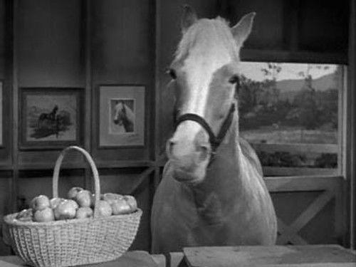 Mister Ed Season 3 Episode 22 - The Price of Apples