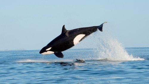 The Americas Season 1 Episode 2 - Mexico