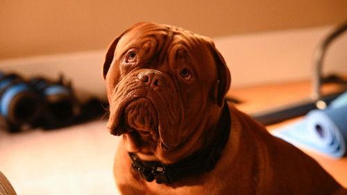 Turner & Hooch Season 1 Episode 2 - A Good Day To Dog Hard