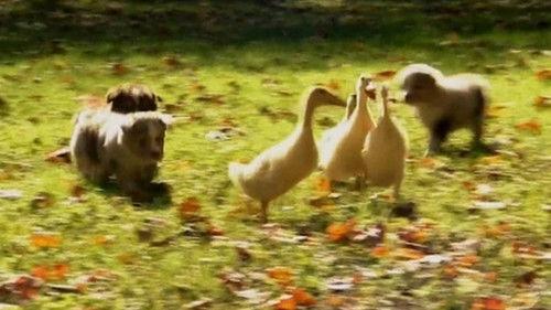 Too Cute Season 1 Episode 3 - Puppies and Ducklings