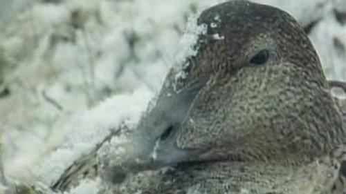 Natural World Season 17 Episode 14 - Tough Ducks