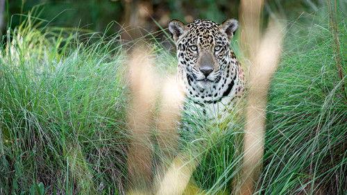Natural World Season 36 Episode 8 - Jaguars: Brazil's Super Cats