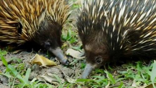 Crikey! It's the Irwins Season 3 Episode 6 - Double Puggle